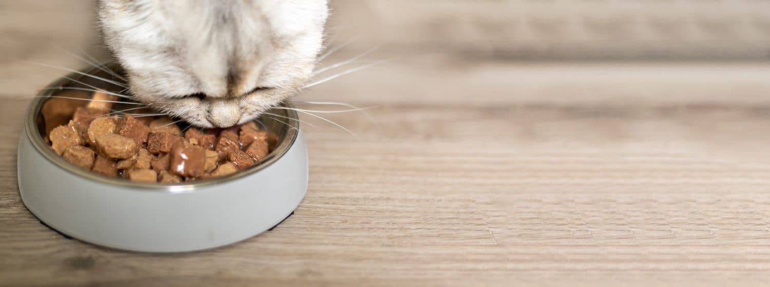 ТОП вологий корм для котів: як обрати якісний і корисний продукт