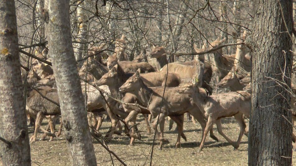 Під Полтавою гулятимуть олені вартістю 1-1,5 тис євро