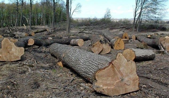 У Кобеляцькій громаді екслісничий незаконно нарубав дерев на 450 тисяч грн