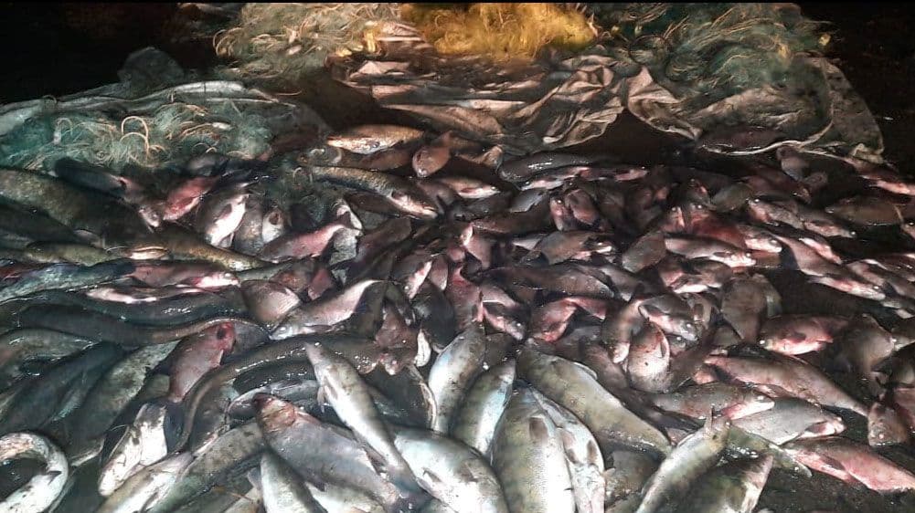 На Полтавщині браконьєри наловили риби майже на півмільйона гривень