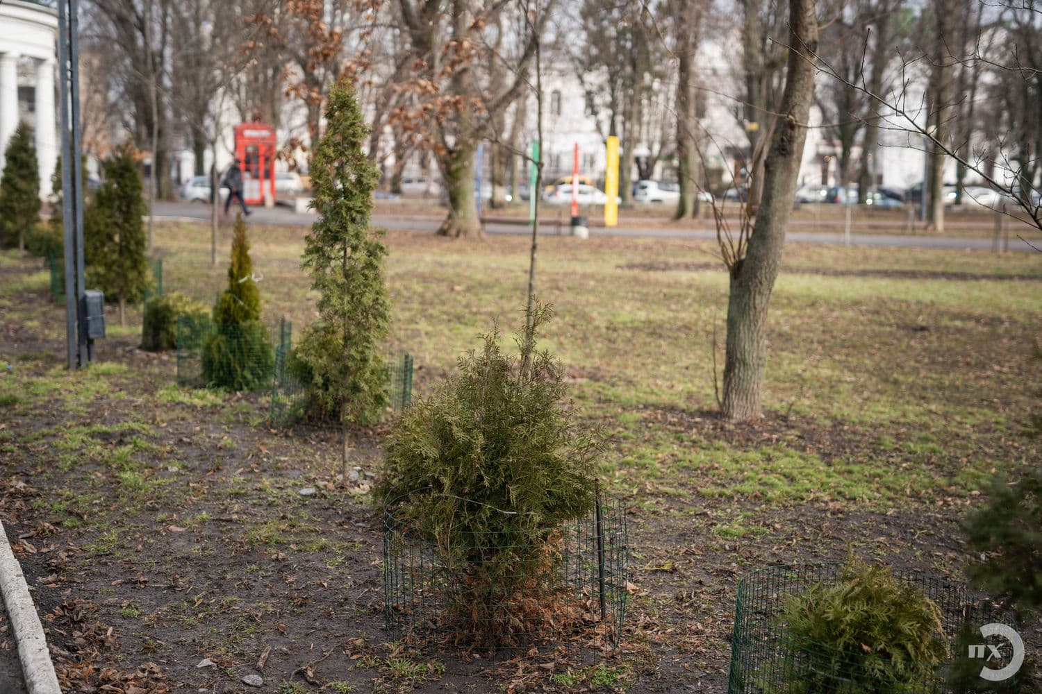 «Подаруй місту дерево»: як полтавцям долучитися до нової екоакції