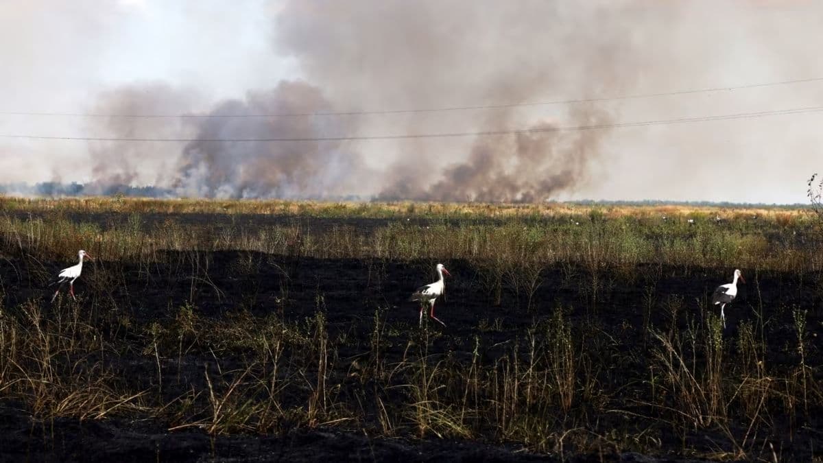 У Полтавській області зросла кількість злочинів проти довкілля