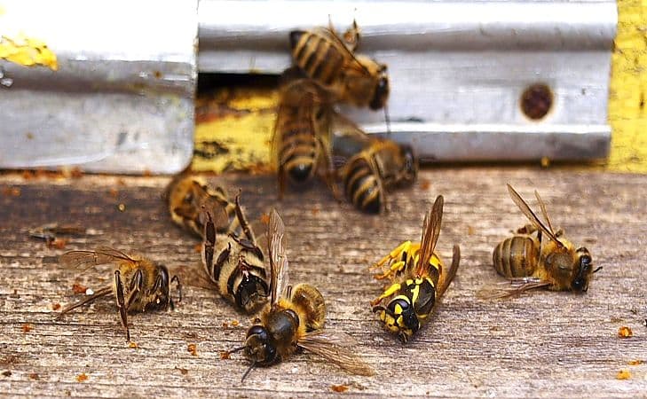На пасіці Полтавщини від отруєння загинули бджолині сім'ї