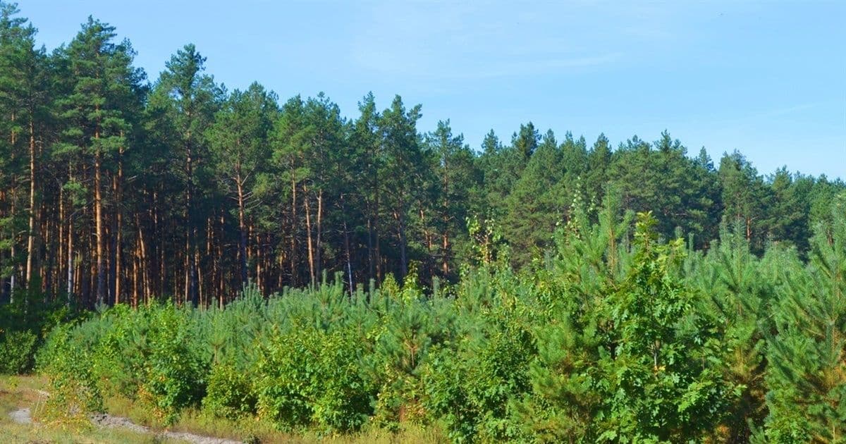 У Полтавській області висадять понад 100 га нового лісу