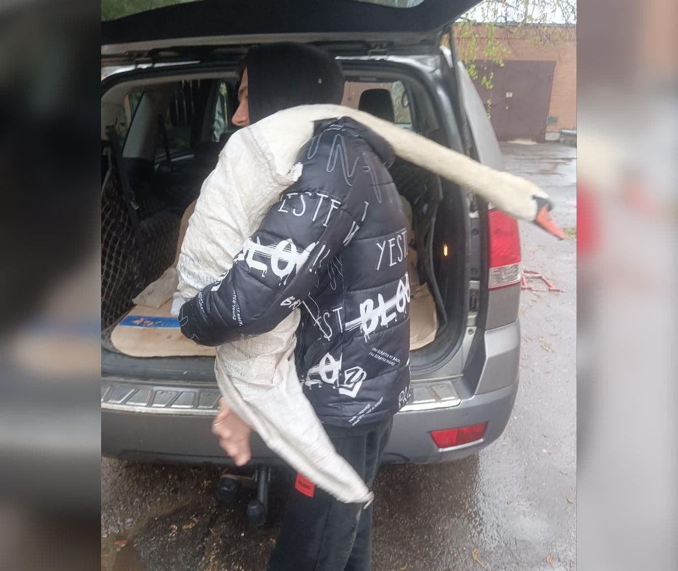 У полтавському Дендропарку невідомі стріляли в лебедя