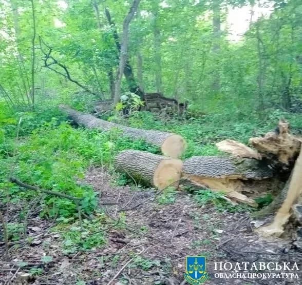 На Полтавщині судитимуть чоловіка, який спиляв дерев на майже 300 тисяч