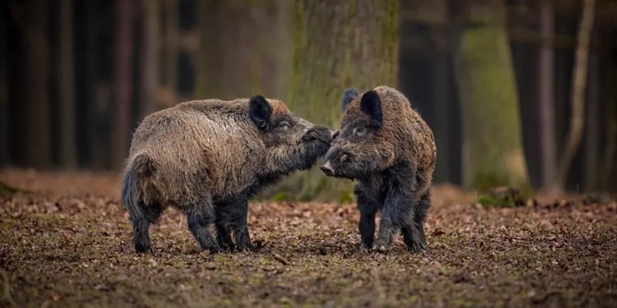 На Полтавщині знайшли тварину, заражену африканською чумою