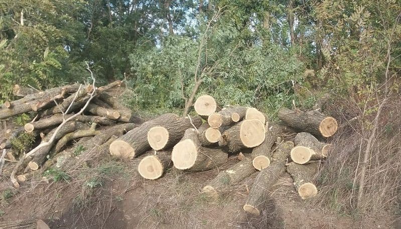 На Полтавщині затримали чоловіка, що незаконно спилював ліси