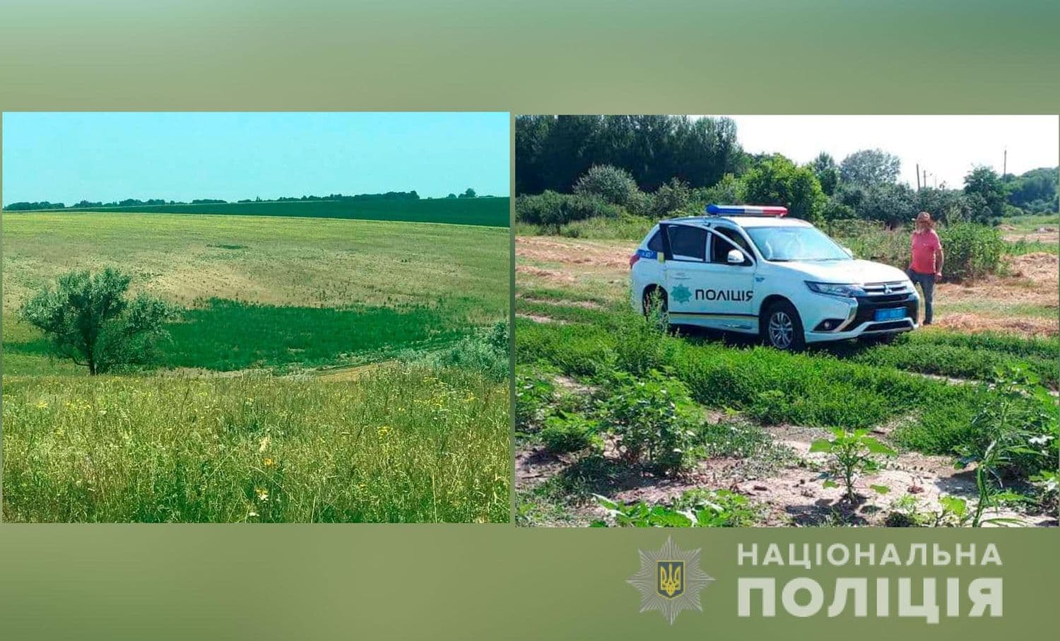 У Полтавському районі серед соняшника росли коноплі (фото)