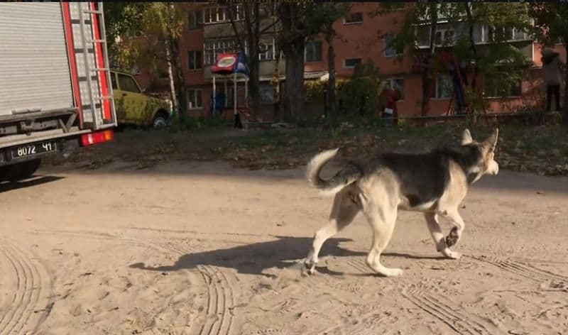У Кременчуці рятувальники зняли з дерева тварину, яка боялася спуститися 5 днів