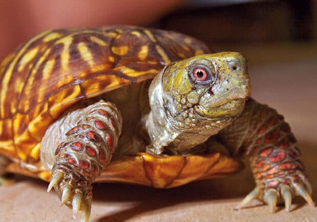 У Полтаві на виставці знущаються з черепах — UAnimals