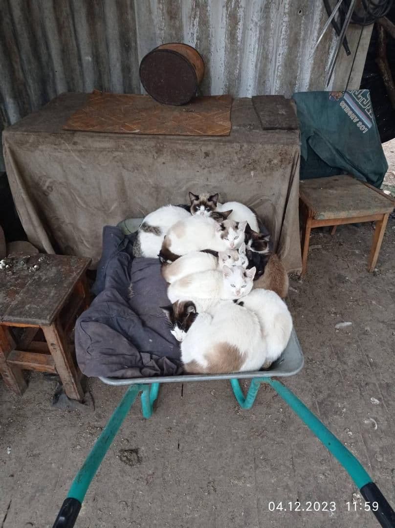 На Полтавщині майже 50 котів та собак залишилися в заручниках на безлюдному острові