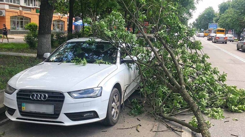 Куди місто відвозить гілки