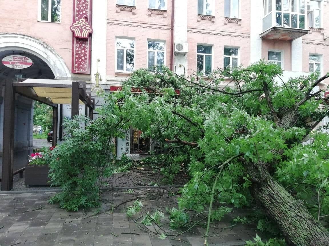 У Полтаві на літній майданчик кафе «ТанінТорт» впало дерево