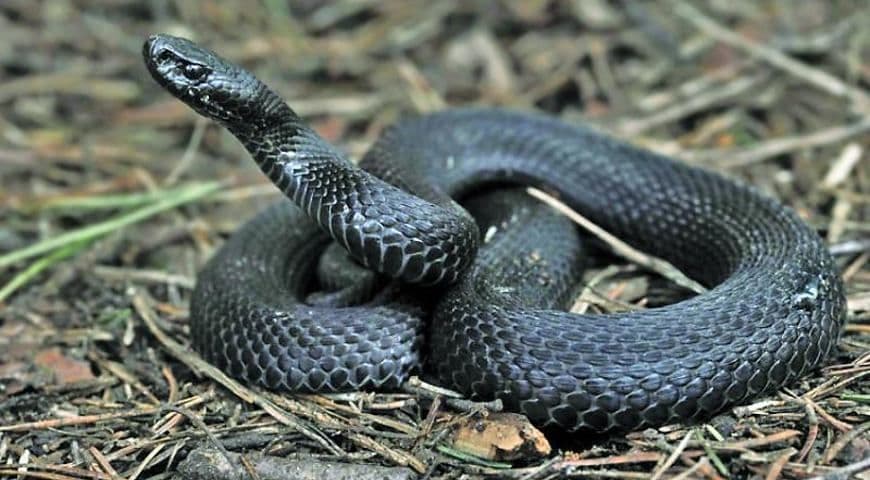 На Полтавщині лікують підлітка з укусом змії