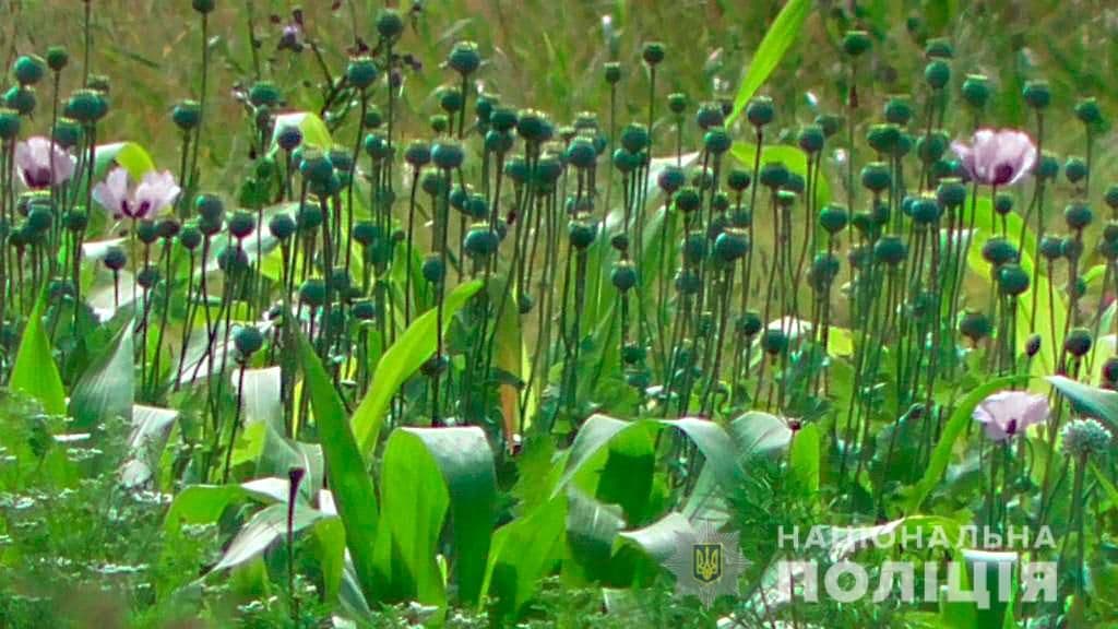 У Миргородському районі поліція вилучила понад 1200 рослин маку та конопель