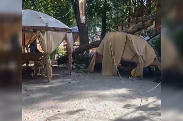 У полтавському парку на дітей впало дерево: травмувалася шестирічна дівчинка