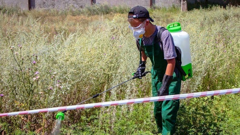 Комунальники Полтави замовили 70 000 літрів безпечного засобу від амброзії