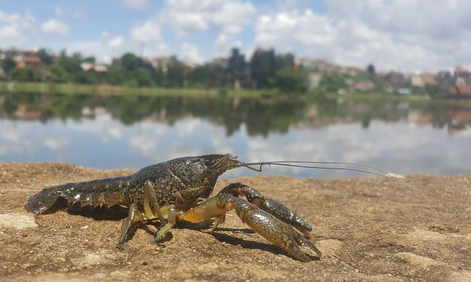 На водоймах Полтавщини дозволили ловити раків