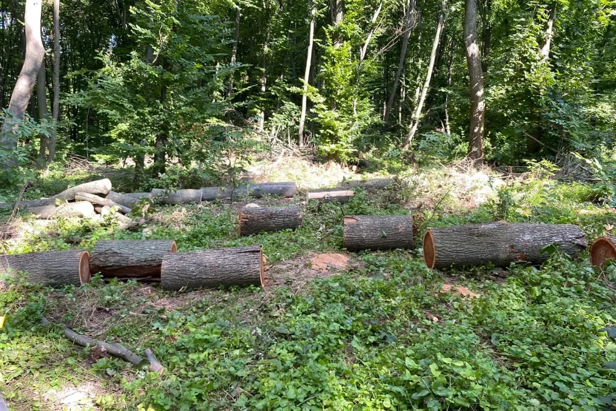 На Полтавщині обвинувачують лісничого у незаконній порубці дерев на майже 450 тисяч гривень