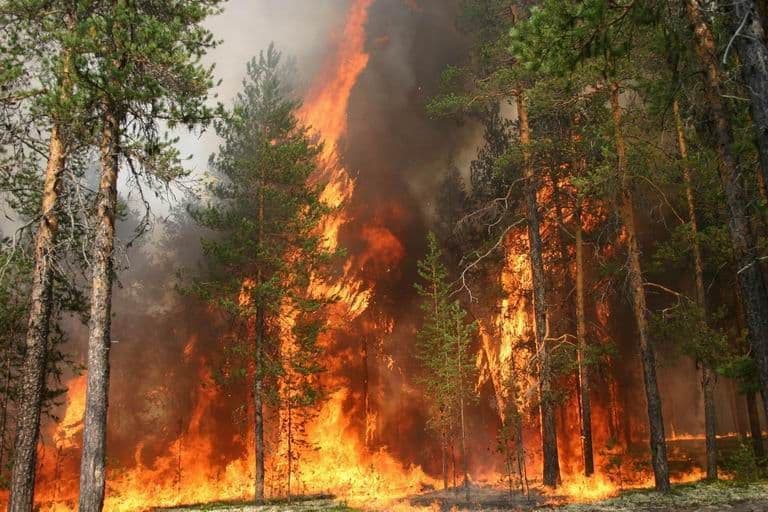 У лісах Полтавщини оголошено надзвичайну пожежну небезпеку