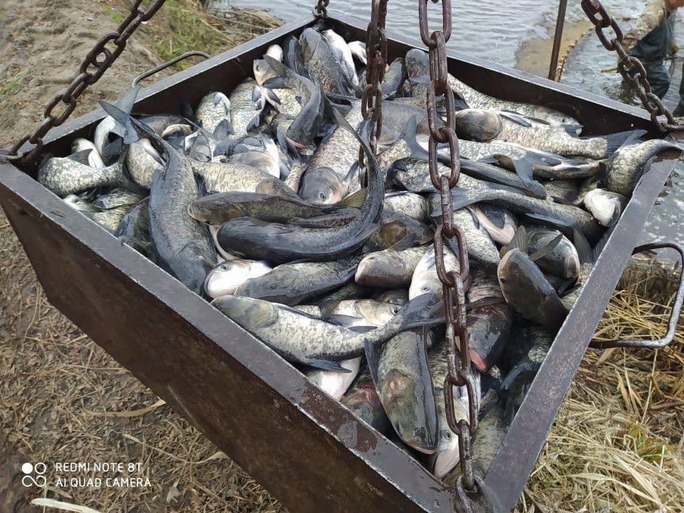 Кам'янське водосховище в районі Кременчука зарибнили майже 4 тоннами риби