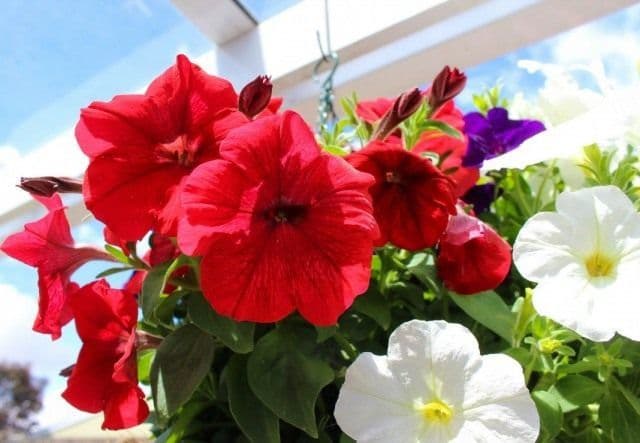 У Полтаві на клумбах крадуть квіти