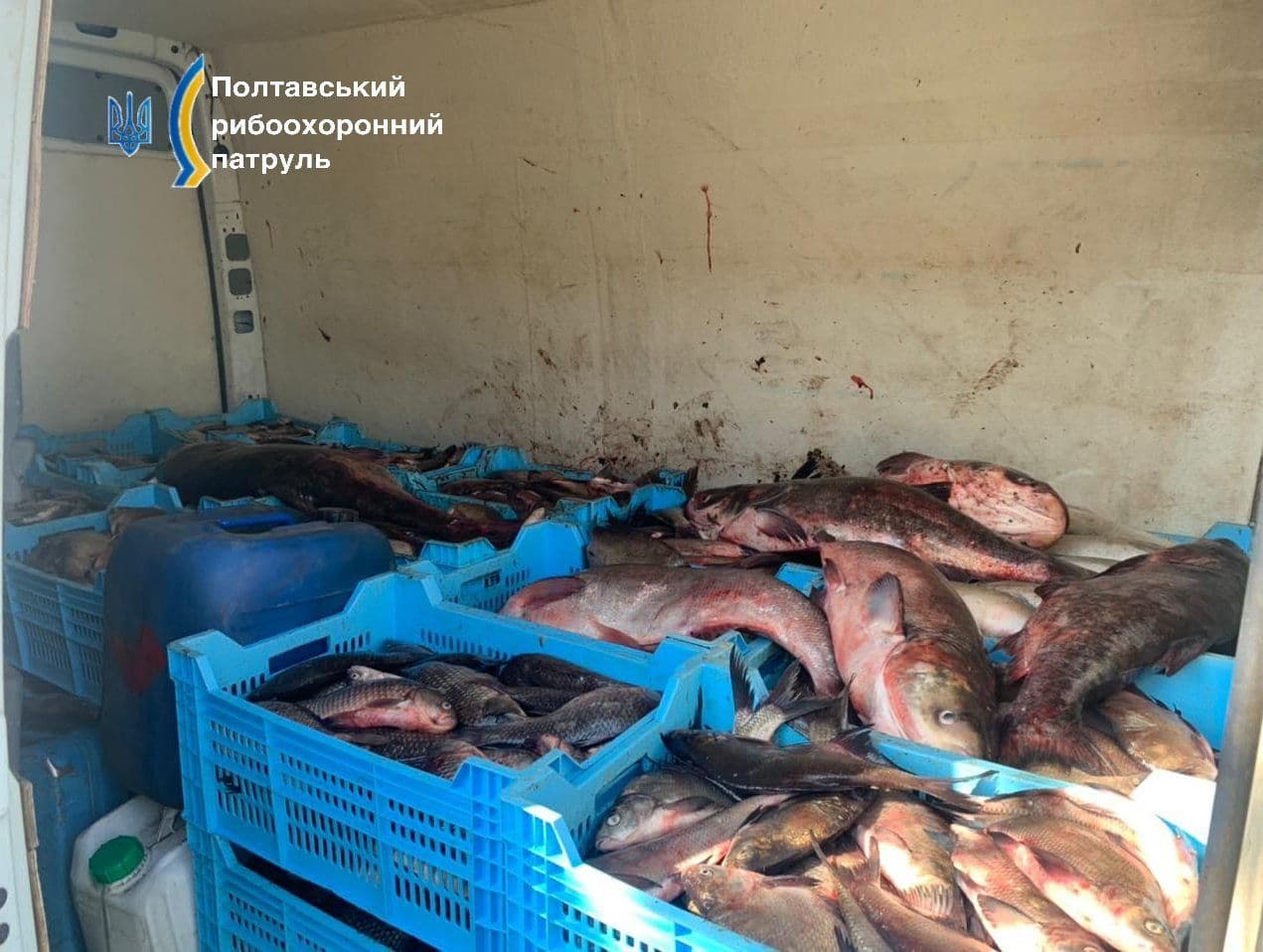 Поліцейські Полтавщини викрили нелегальне перевезення понад 1,5 тонни риби