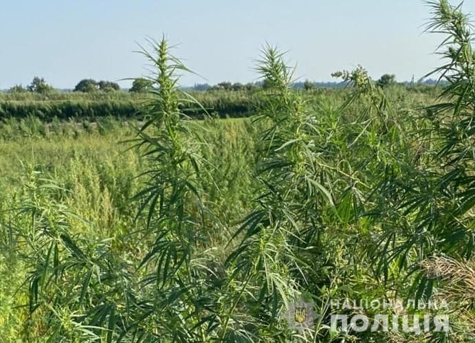 Під Лубнами виявили поле з коноплями – її об'єми вражають