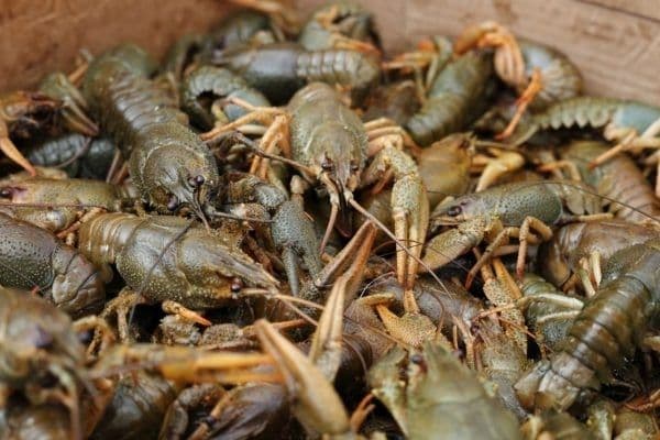 З 1 грудня на Полтавщині заборонять виловлювати раків