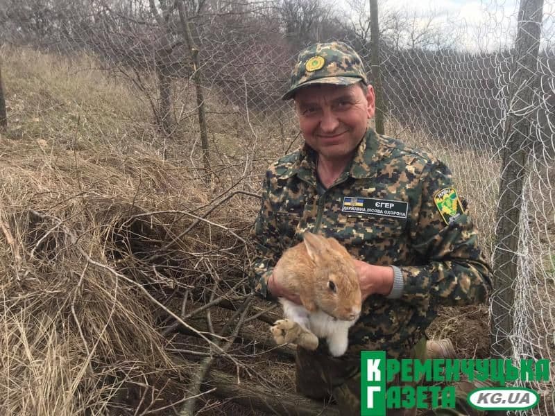 Із Австралії в Кременчук:  у ліс на Полтавщині випустили елітних кролів