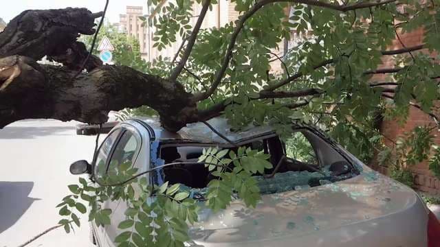 «Кременчукводоканал» виплатить понад 300 тисяч за ремонт авто, на яке впало дерево 