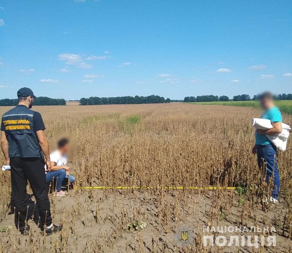 На Полтавщині знищили понад 280 гектарів наркотичних рослин