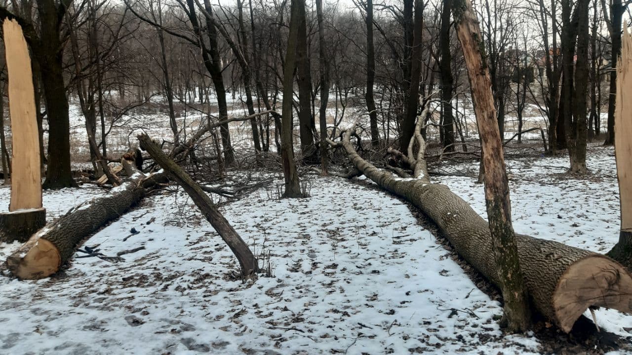 У зеленій зоні Полтави спиляли дуби