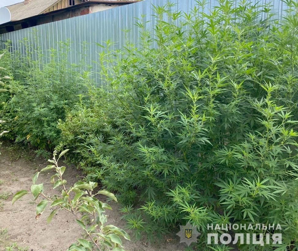 Коноплі замість картоплі: під Кременчуком виростили плантацію двометрової марихуани (фото)