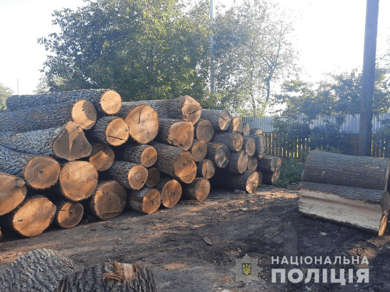 На Полтавщині поліцейські розслідують незаконну вирубку лісів