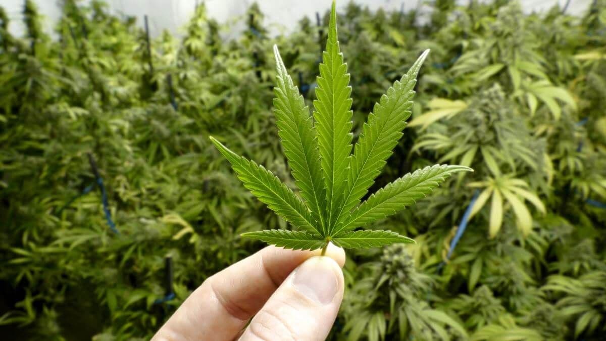 На Полтавщині ініціювали референдум про легалізацію канабісу