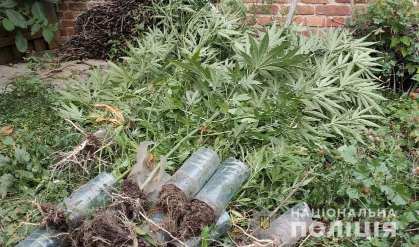 Жителька Диканщини вирощувала коноплі та зберігала незареєстровану зброю
