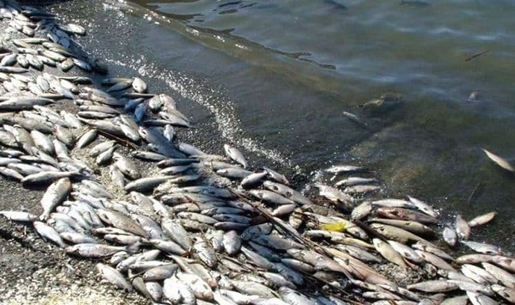 Загибель риби у дендропарку та ремонт доріг у Полтаві — головне за 6 червня