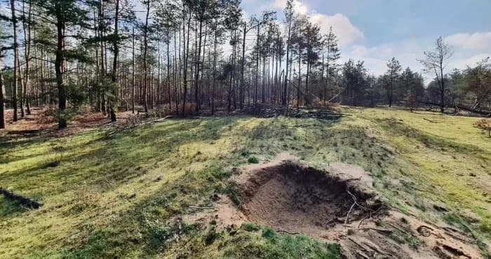Грибного сезону на Полтавщині цьогоріч не буде — Лунін