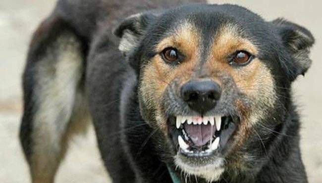 У селі на Полтавщині через сказ встановлять карантинні обмеження