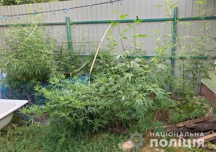 Канабіс на 20 тисяч гривень: знахідки поліції