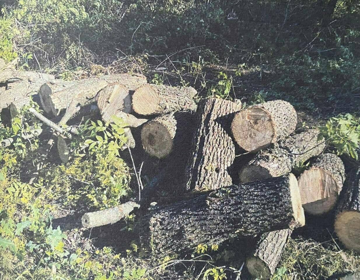 На Харківщині двох полтавців спіймали за незаконною вирубкою деревини