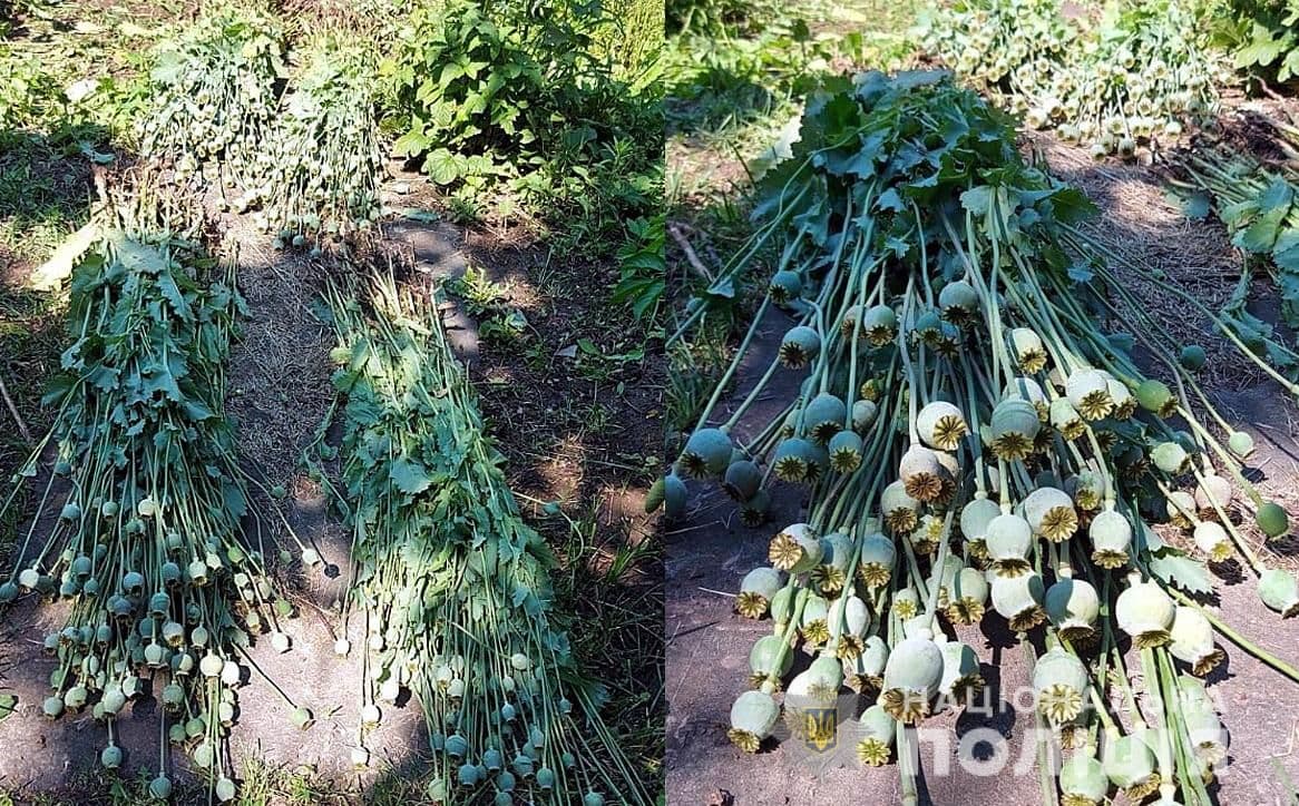 На Полтавщині поліція викрила чоловіка, який вирощував снодійний мак