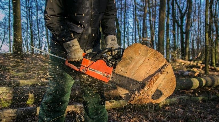 У заповіднику на Полтавщині спиляли дерев майже на 700 тисяч гривень