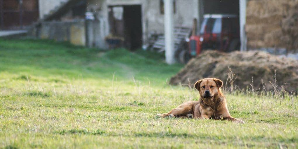 На Полтавщині виявили скаженого пса