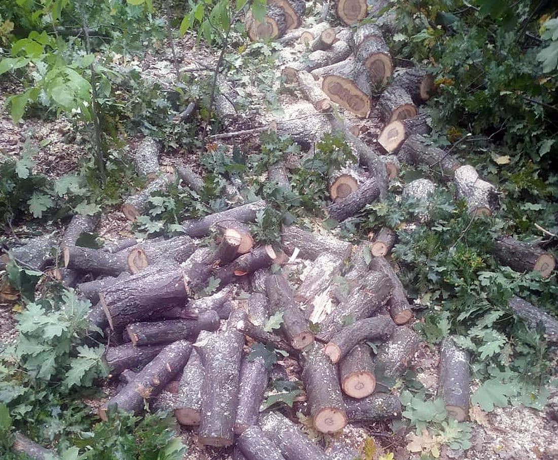 На Полтавщині судитимуть чоловіків, що незаконно спилювали ліси