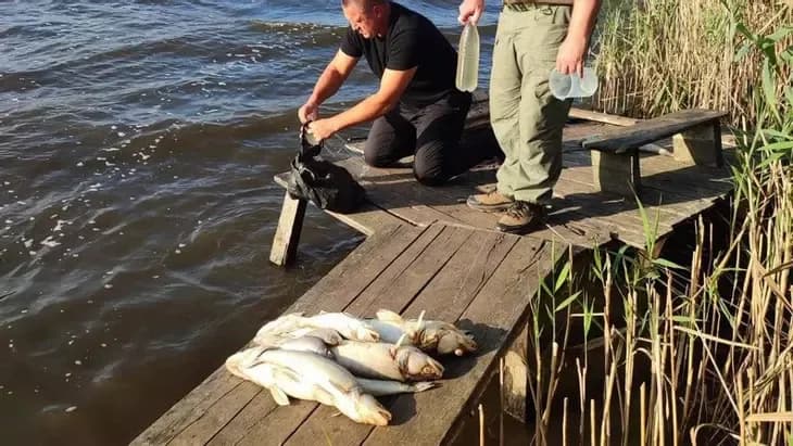 Масова загибель риби в Троянівському водосховищі та земля для Диканської громади — головне за 11 вересня