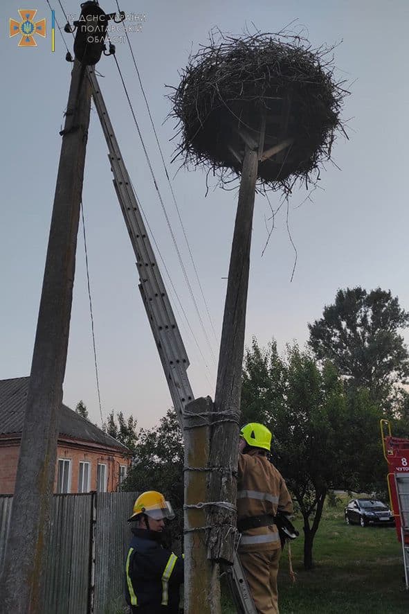 У Полтавському районі вогнеборці врятували лелеку