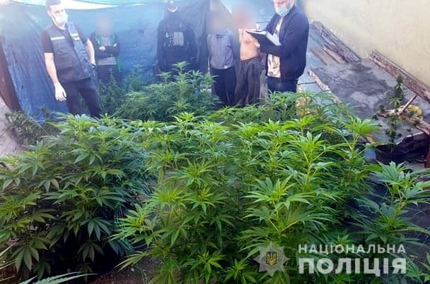 У Козельщині затримали чоловіка, який вирощував коноплі